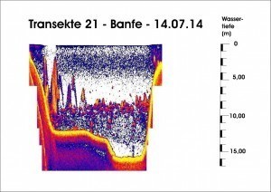 Transekte 21 - Banfe - 14.07.14