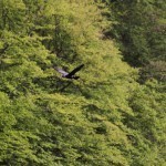 Kormoran am Edersee