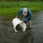 Aussetzen der Fische