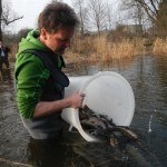 Besatz im Flusslauf mit Bachforellen