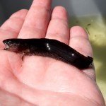 Elektrofischen am 17.06.15 - Quappe 0+